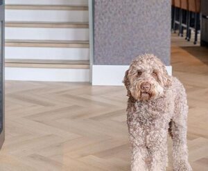 Lijm pvc Visgraat Belakos Rustico 20